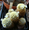 Mammillaria carmenae