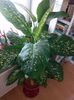 olx_image_2017-11-28_12-09-07