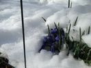 irisii ereau frumosi dar nu am apucat sa ma bucur prea mult de ei