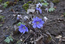Hepatica, de un albastru nepământesc