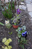 Mă primitți si pe mine? Pulsatilla violet, încă în ghiveci