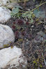 Sempervivum rosu