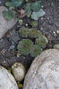 Sempervivum