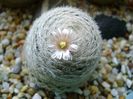 Mammillaria lasiacantha