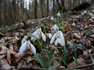 Galanthus nivalis -ghiocei