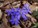 Hepatica nobilis