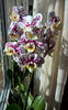 orhidee valynedelcu@yahoo.com 0156