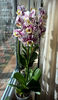 orhidee valynedelcu@yahoo.com 0155