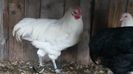 Cocos Australorp