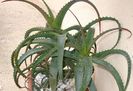 lastari inradacinati aloe vera 10 lei