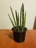 Sansevieria cylindrica