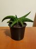 Sansevieria ed eby