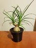 Beaucarnea recurvata