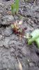 Trandafir plantat acum 2 ani