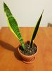 Sansevieria trifasciata Laurentii