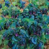 Cerinthe major purpurescens seminte plantat