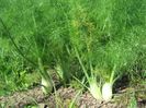 Fenicul - plante din seminte