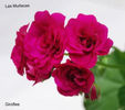 Giroflee 1_325