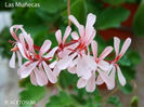 P. ACETOSUM 1_325