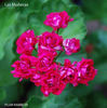 PLUM RAMBLER 1_325