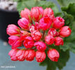 red pandora 1_325