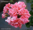 Unicorn Zonartic Rose 1_325