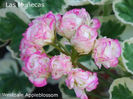 Westdale Appleblossom_Vga