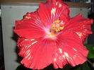 SAM_5331