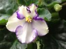Floare de azi ,