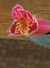 thumbnail (3) Lilla Gubin