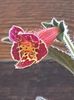 thumbnail (5) Lilla Gubin