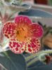 thumbnail (4) Multifolia