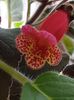 thumbnail (7) Multifolia