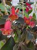 thumbnail (20) Multifolia