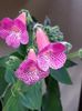 thumbnail (1) Sunchine