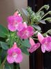 thumbnail (6) Sunchine