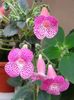 thumbnail (9) Sunchine