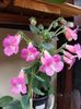 thumbnail (74) Sunchine
