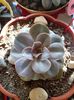 Echeveria Perle Von Nurnberg