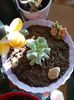 Echeveria Runyonii Topsy Turvy