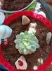 Echeveria Pulidonis Derenbergii