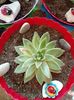 Echeveria Agavoides