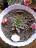 Echeveria Atropurpurea Black Prince
