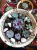 Echeveria