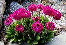 primula-denti-deeprose