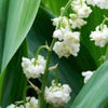 convallaria-majalis-prolificans_180x180