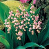 convallaria-majalis-rosea_180x180