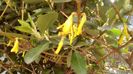 Forsythia