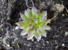 Sempervivum tectorum cv. Oddity