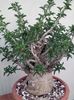 Pachypodium saundersii - achizitionat